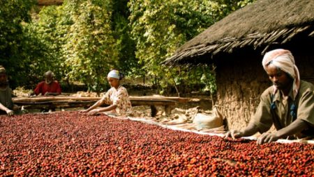 Etiyopya Kahvesi Nedir ve Özellikleri Nelerdir?