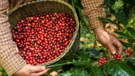 Kenya Kahvesi Nedir ve Özellikleri Nelerdir?