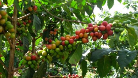 Kolombiya Kahvesi Nedir, Özellikleri Nelerdir?