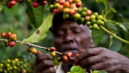 Kongo Kahvesi Özellikleri Nelerdir, Nedir ve Nasıl Yetişir?