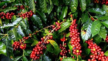 Nikaragua Kahvesi Özellikleri ve Tarihi