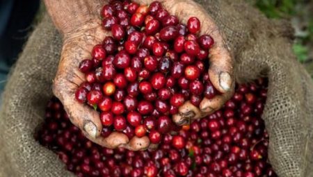 Papua Yeni Gine Kahvesi Nedir ve Özellikleri Nelerdir?