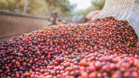 Tanzanya Kahvesi Nedir ve Özellikleri Nelerdir?