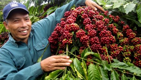 Vietnam Kahvesi Nedir ve Özellikleri Nelerdir